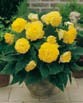 Begonia  FIMBRIATA YELLOW